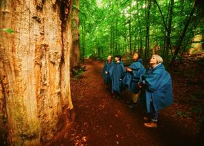 Four women in raincoats stand in a line on a forest path in front of a large tree with half its bark missing, looking up at it.