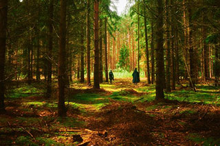 A forest path among tall pines with sunlight and shadows, creating a fairytale atmosphere. Two people in rain ponchos are visible in the distance.
