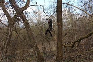 On a slope among winter leafless trees in a park, a person in a winter jacket is walking on a tree branch above the ground, seen from a distance.