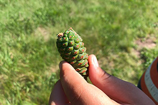 A green pine cone held in a hand.