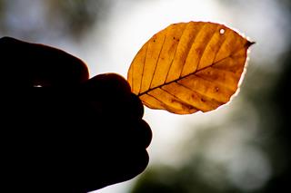 A brown leaf held in a hand, backlit by sunlight.