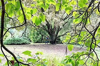 Through green tree branches, a flowering tree with white blossoms is visible, and beneath it, a woman sits on a bench.