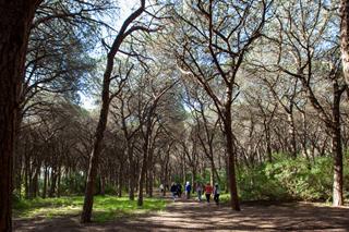 Tall leafless trees on a sunny day with blue sky visible. People walk in the distance along a wide dirt road.
