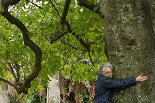 An older woman with gray hair and glasses hugs a massive tree from the side. The trunk is so wide she cannot wrap her arms around it, and she is smiling.