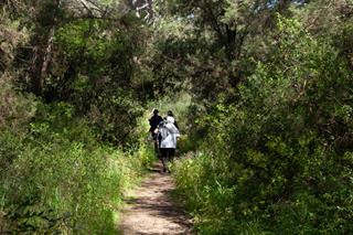 A narrow path through lush green grass and trees, sunny, with people visible in the distance walking into the greenery.