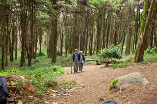 Among trees, on a forest path, two older people are visible in the distance, one using a cane.