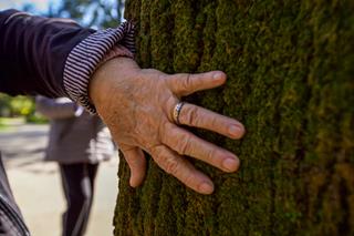 An older person's hand with a ring resting on the textured bark of a large tree.
