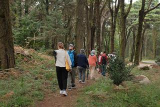In a Mediterranean forest with grass, shrubs, and trees, people walk along a narrow path, seen from behind.